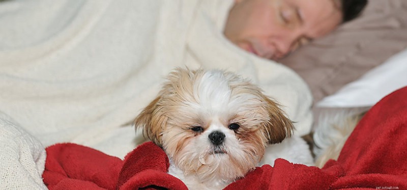 Can Dogs Detect When You’re Ill? Exploring Their Sensory Awareness