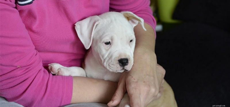 Can Dogs Detect When You’re Ill? Exploring Their Sensory Awareness