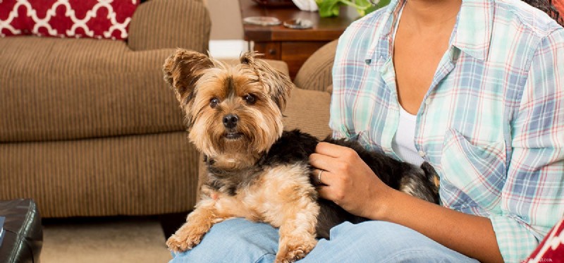 Do Dogs Detect Depression? Understanding Canine Insight into Human Mood