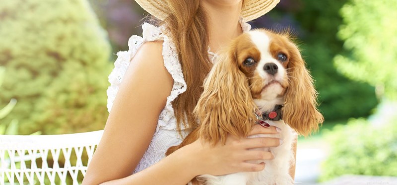 How Dogs Detect Your Sadness and Offer Comfort