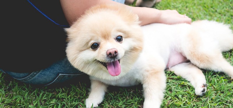 How Dogs Detect Your Sadness and Offer Comfort