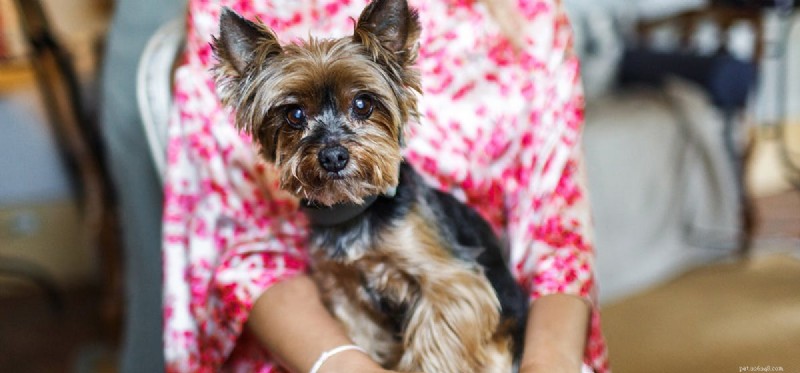 How Dogs Detect Your Sadness and Offer Comfort