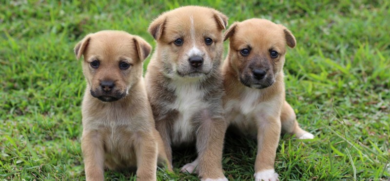 Do Dogs Recognize Their Family? Exploring Canine Kinship