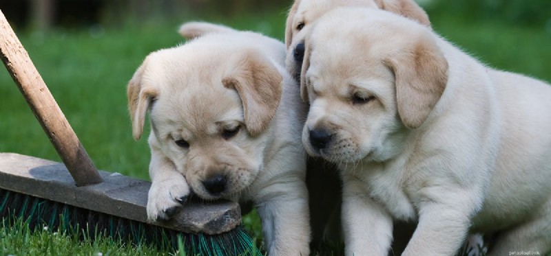 Do Dogs Recognize Their Family? Exploring Canine Kinship