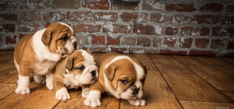 Do Dogs Recognize Their Family? Exploring Canine Kinship