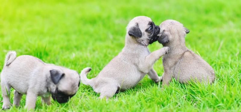 Do Dogs Recognize Their Family? Exploring Canine Kinship