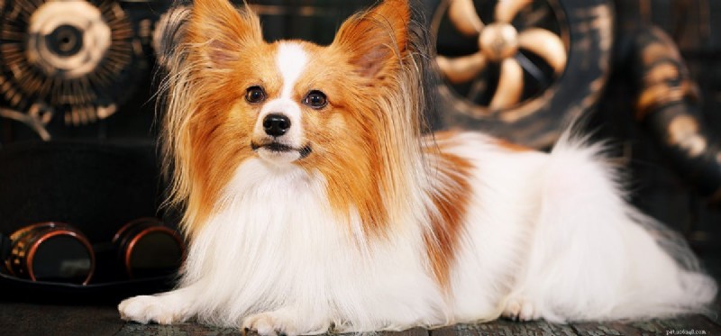 Do Dogs Really Know the Time? Exploring the Science Behind Their Timing Skills
