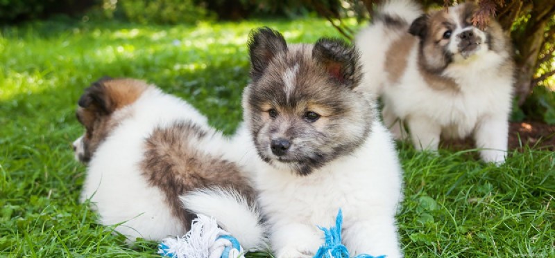 Can Dogs Detect When Another Dog Is Dying? Exploring Canine Grief