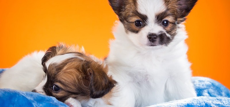 Can Dogs Detect When Another Dog Is Dying? Exploring Canine Grief