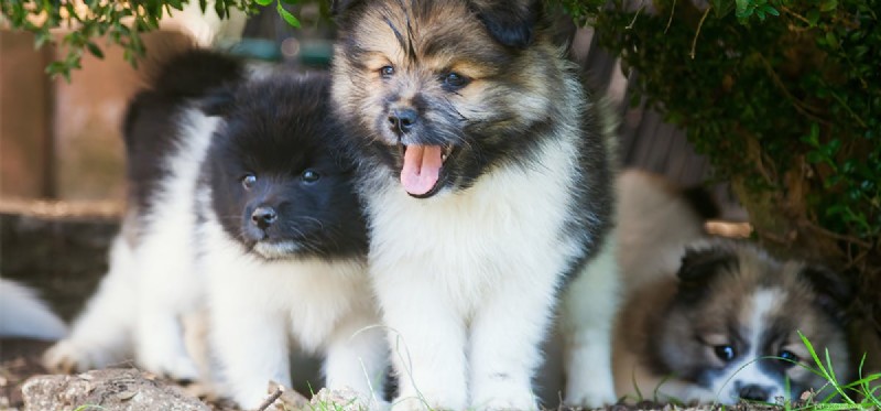 Can Dogs Detect When Another Dog Is Dying? Exploring Canine Grief
