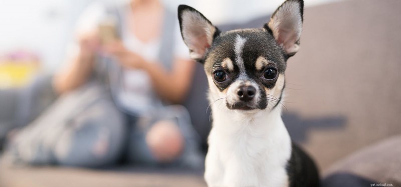Do Dogs Detect When You re Angry?