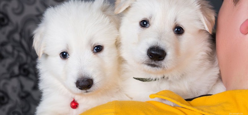 Do Dogs Detect When You re Angry?