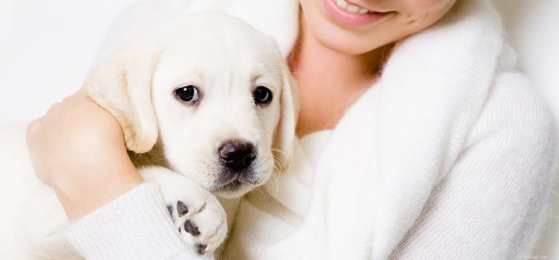 Do Dogs Detect When You re Angry?