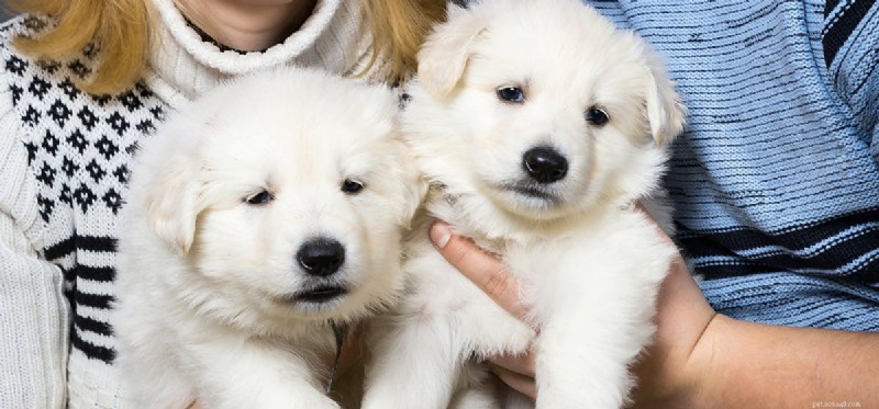 Do Dogs Truly Sense Your Mood? The Science Behind Their Empathy