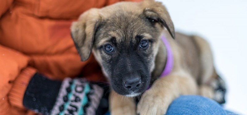 Do Dogs Truly Sense Your Mood? The Science Behind Their Empathy