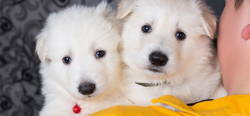 Do Dogs Truly Sense Your Mood? The Science Behind Their Empathy
