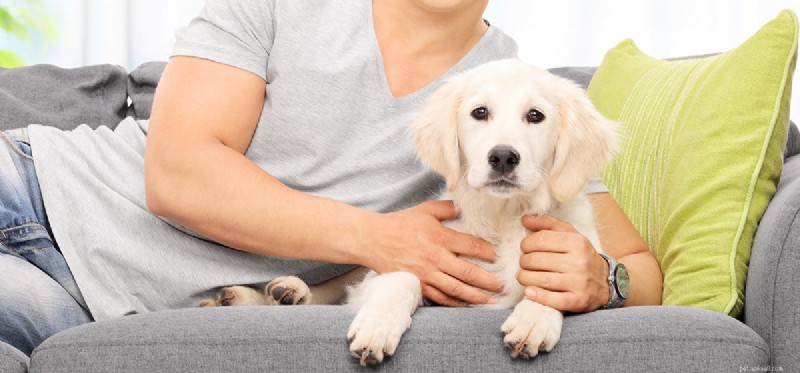 Do Dogs Truly Sense Your Mood? The Science Behind Their Empathy