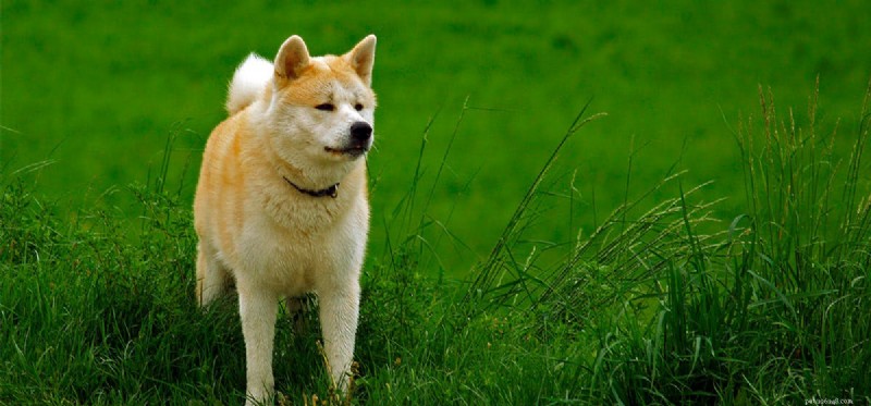 Can Dogs Detect Labor? Understanding How Pets Sense Pregnancy’s Final Stage