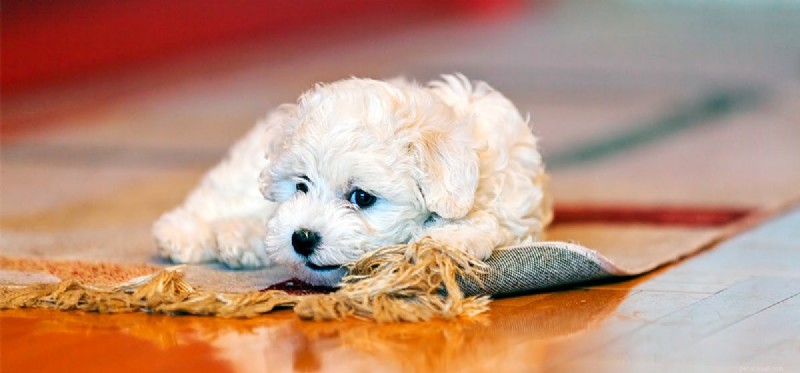 Can Dogs Detect Labor? Understanding How Pets Sense Pregnancy’s Final Stage