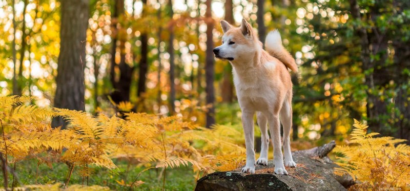 Can Dogs Detect Labor? Understanding How Pets Sense Pregnancy’s Final Stage
