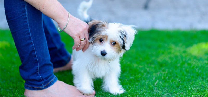 Can Dogs Detect Labor? Understanding How Pets Sense Pregnancy’s Final Stage