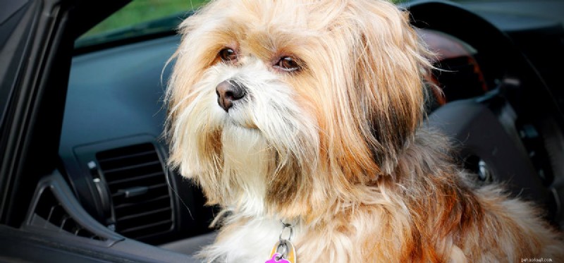 Do Dogs Possess Abstract Thinking Skills?
