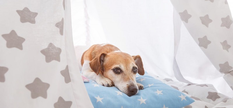 Do Dogs Possess Abstract Thinking Skills?