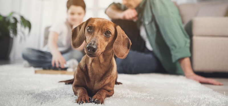 Do Dogs Possess Abstract Thinking Skills?