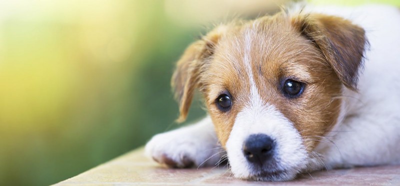 Do Dogs Possess Abstract Thinking Skills?