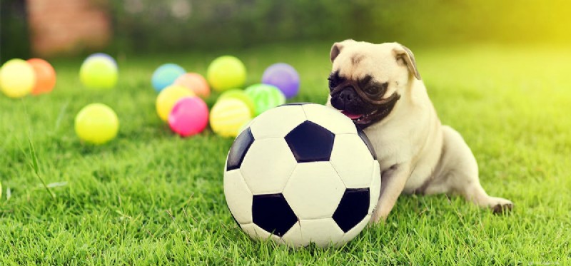 Can Dogs Predict the Future? Exploring Their Anticipatory Abilities