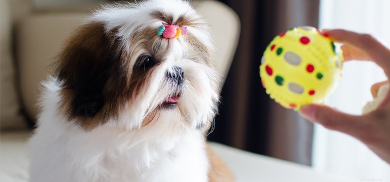 Can Dogs Predict the Future? Exploring Their Anticipatory Abilities