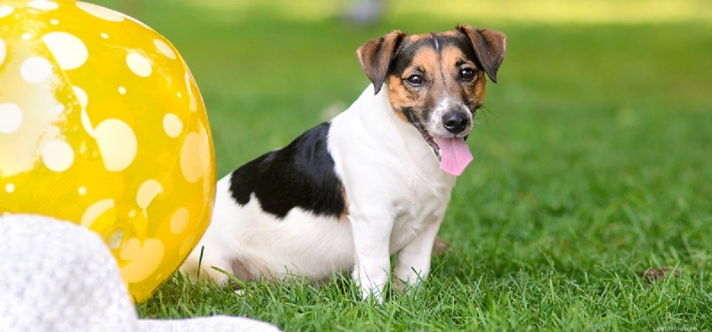 Can Dogs Predict the Future? Exploring Their Anticipatory Abilities