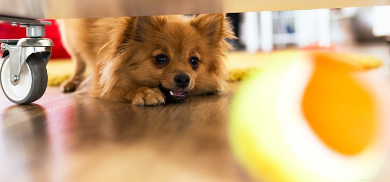 Can Dogs Predict the Future? Exploring Their Anticipatory Abilities