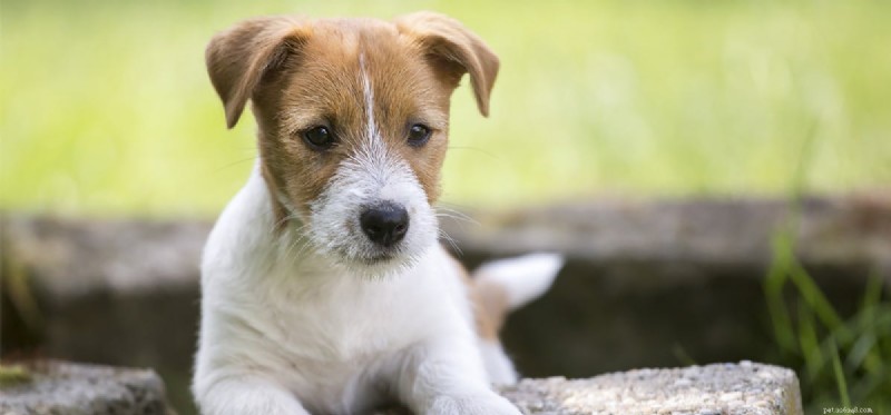 Do Dogs Truly Think Independently? Exploring Canine Autonomy