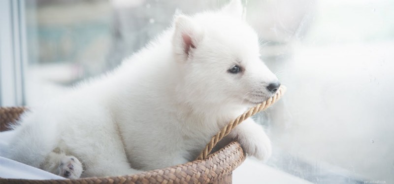 Do Dogs Truly Think Independently? Exploring Canine Autonomy