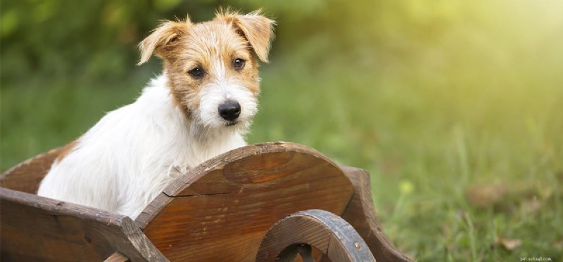 Do Dogs Truly Think Independently? Exploring Canine Autonomy