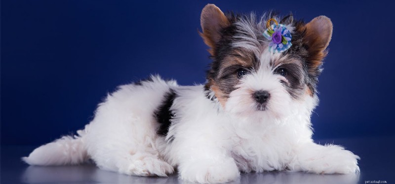 Do Dogs Understand English? Insights into Canine Language Comprehension