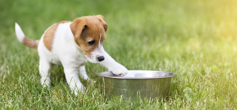 Do Dogs Truly Think Independently? Exploring Canine Autonomy