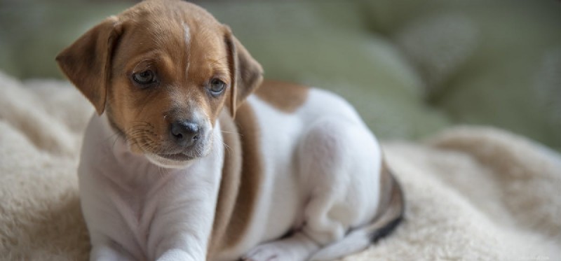 Do Dogs Understand English? Insights into Canine Language Comprehension