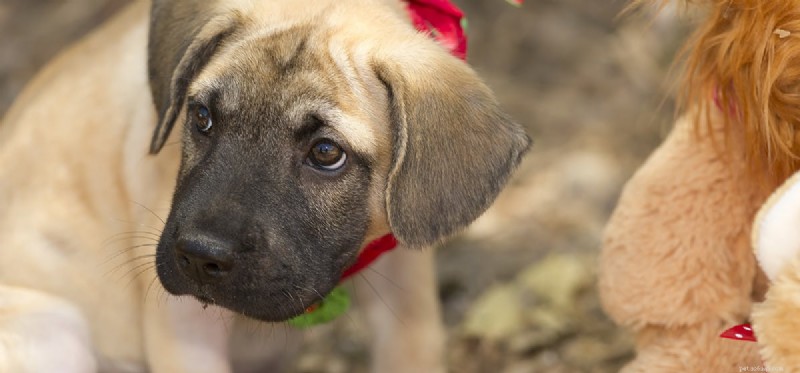 Do Dogs Understand English? Insights into Canine Language Comprehension