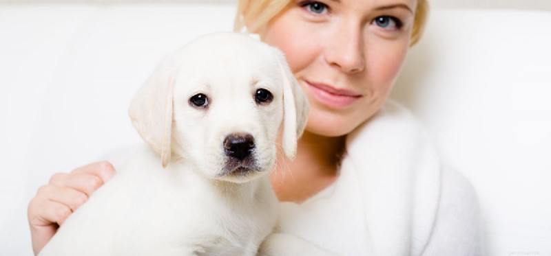 Do Dogs Think Like Humans? Exploring Canine Cognition