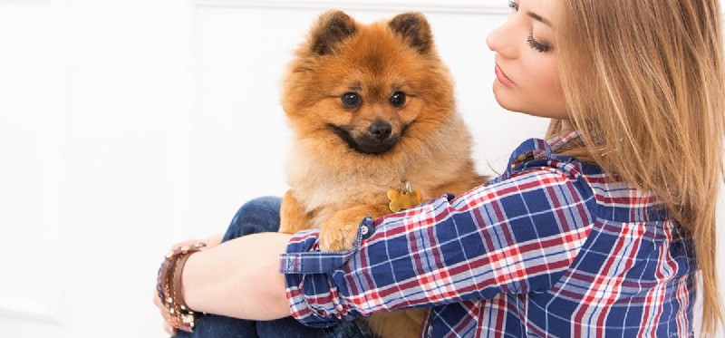 Do Dogs Think Like Humans? Exploring Canine Cognition