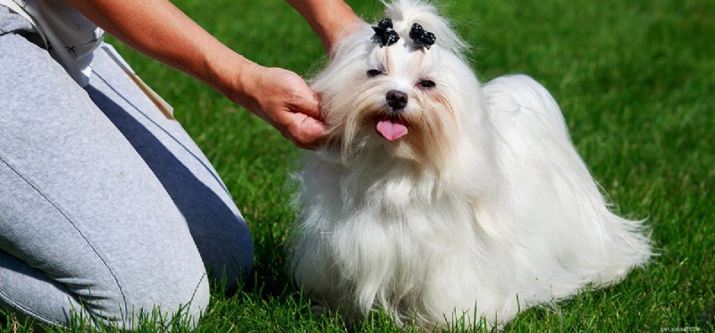 Do Dogs Think Like Humans? Exploring Canine Cognition