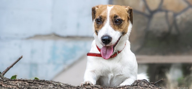 Do Dogs Think Rationally? Exploring Canine Cognitive Abilities