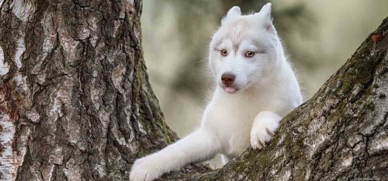 Do Dogs Think Rationally? Exploring Canine Cognitive Abilities