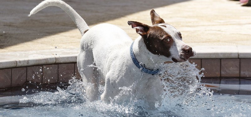 Do Dogs Think Rationally? Exploring Canine Cognitive Abilities
