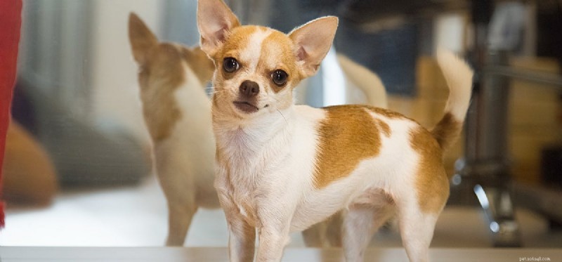 Do Dogs Recognize Their Reflection? Expert Insights into Canine Mirror Perception