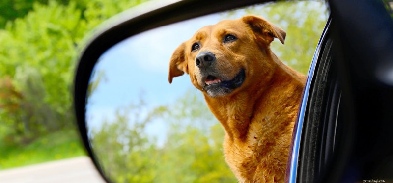 Do Dogs Recognize Their Reflection? Expert Insights into Canine Mirror Perception