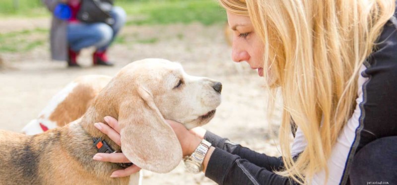Do Dogs Truly Understand Us? Unpacking Canine Communication