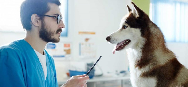 Do Dogs Truly Understand Us? Unpacking Canine Communication